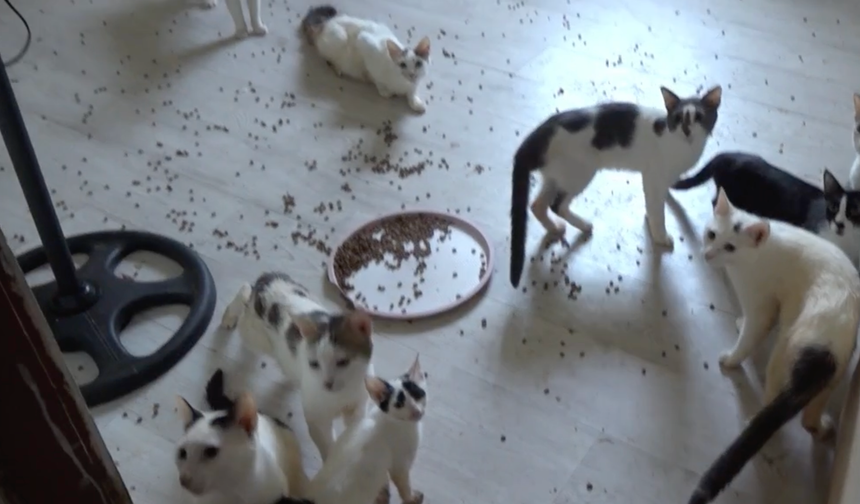 Çöp ev diye gittiler, kedi evi çıktı