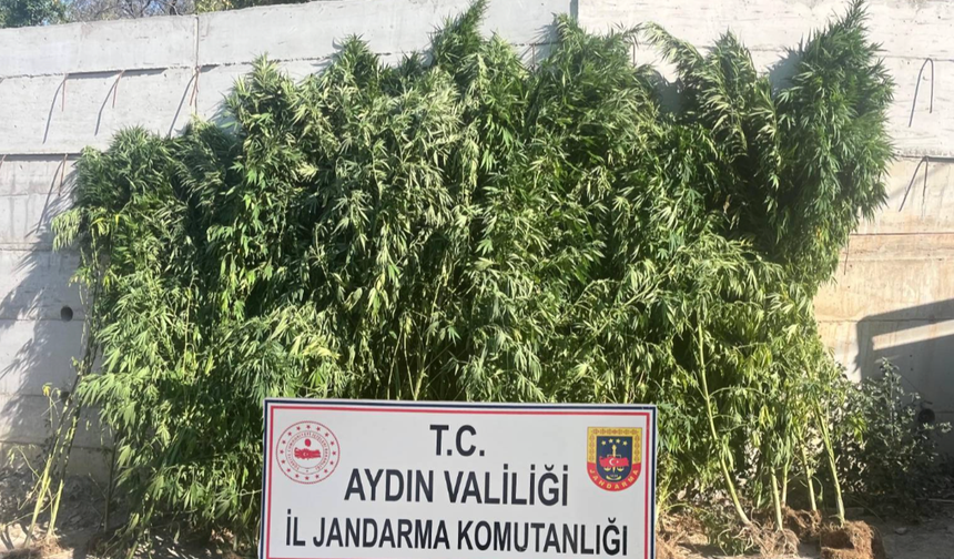 Efeler’de evine kenevir eken şahıs tutuklandı