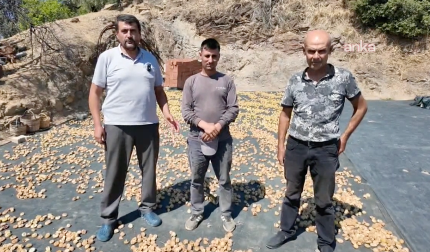 Nazilli’de incir üreticisi tepkili!