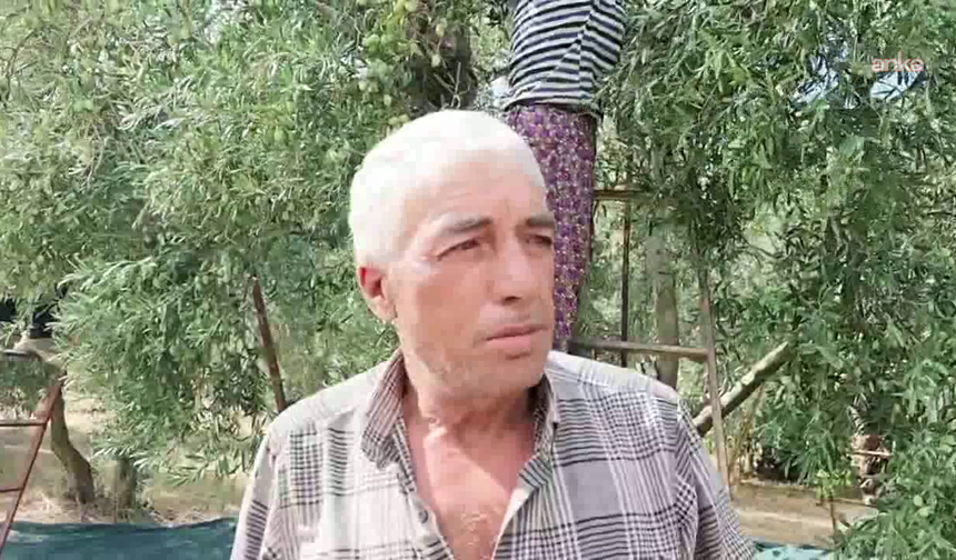Zeytin üreticisi dertli: Maliyetler artıyor, zeytin fiyatı düşüyor