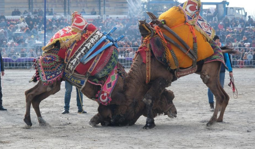 Deve güreşi heyecanı Umurlu’da başlayacak!