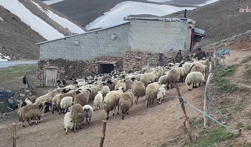 Koyun sayısı yüzde 6 arttı