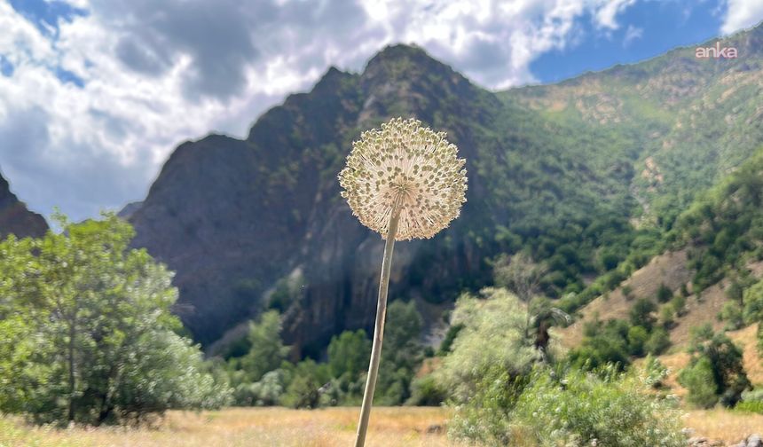 Tunceli’de koruma altındaki dağ sarımsağını söken 3 kişiye 2 milyon 97 bin lira ceza