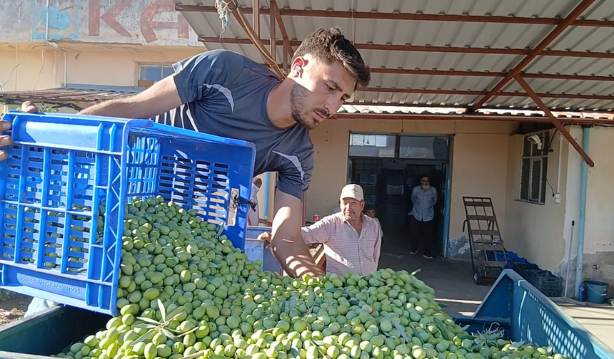 Zeytin üreticilerinden fiyatlara tepki: “Maliyetler katlandı, alım fiyatı düştü”