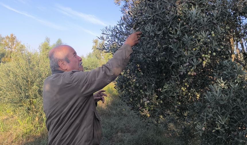 Zeytin üreticisi: "Yağ piyasası çok düşük, salamuralık hiç satamıyoruz"