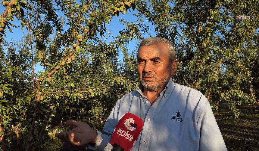 Gurbette kazandığıyla memleketini badem ağacıyla yeşertti