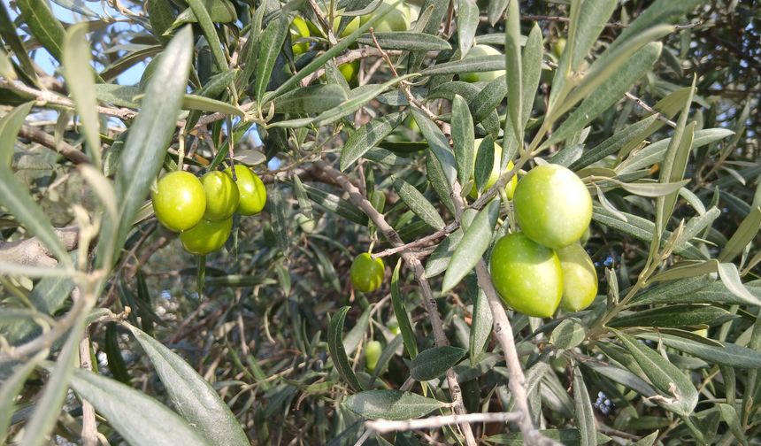 Aydın’da zeytin üreticisi isyanda!