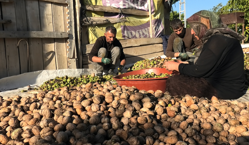 Yozgat’ta ceviz hasadı başladı: Maliyet arttı, fiyat yerinde saydı!