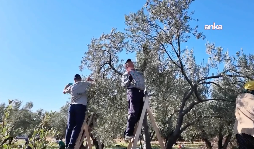 Aydın'da zeytin üreticisinin isyanı: "Çiftçi olarak bittik"