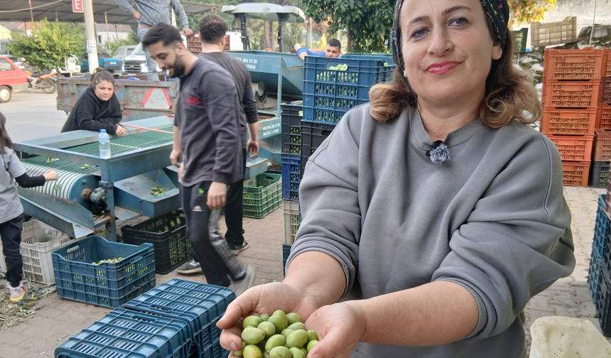 Aydınlı zeytin tüccarından zeytin fiyatlarına tepki