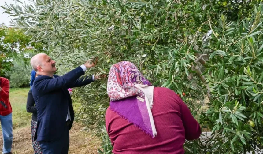 Vali Varol'dan Kadın Çiftçilere Anlamlı Destek: Aydın'da Zeytin Hasadı Başladı!